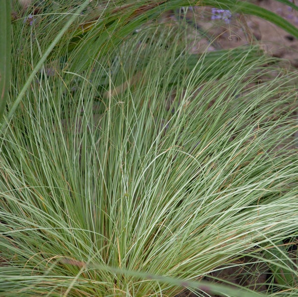 Pampasgras im Detail