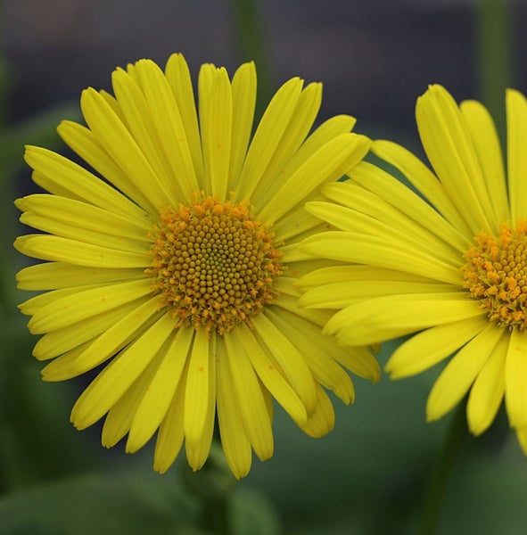 Zwei gelbe Goldkörbchen Blüten im Detail.