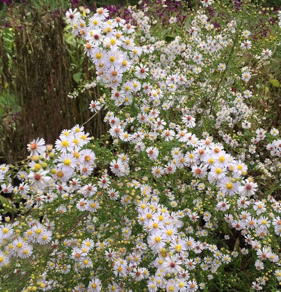 Achterbuschwinde mit vielen Blüten