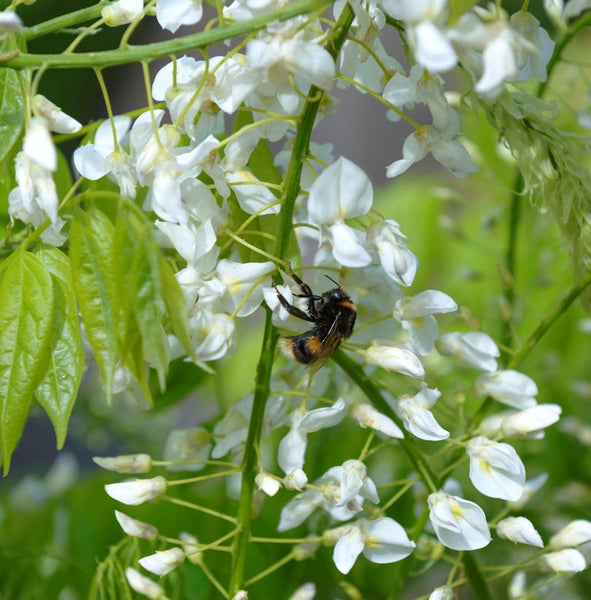 Hummel auf Glyzinienblüten