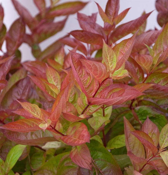 Nahaufnahme eines Zierstrauchs mit roten und grünen Blättern