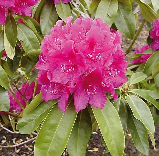 Nahaufnahme einer Rhododendronblüte