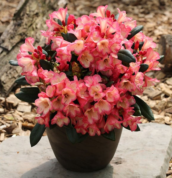 Rhododendron im Topf mit rosa Blüten