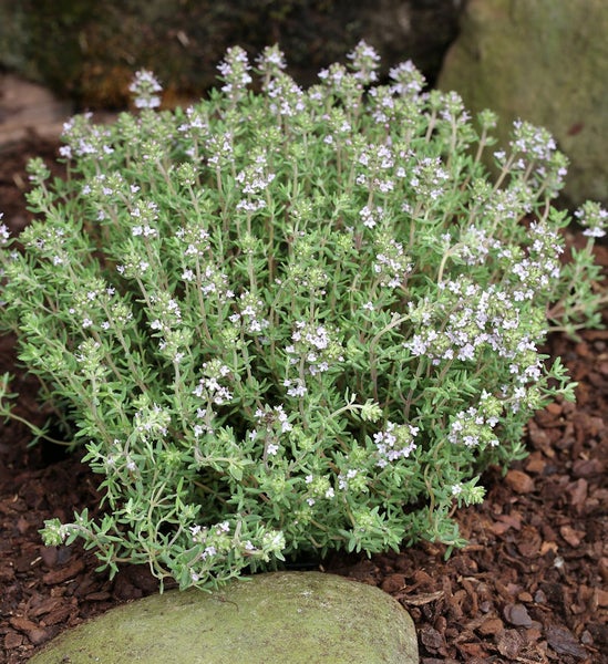 Blühender Thymian im Gartenbeet.