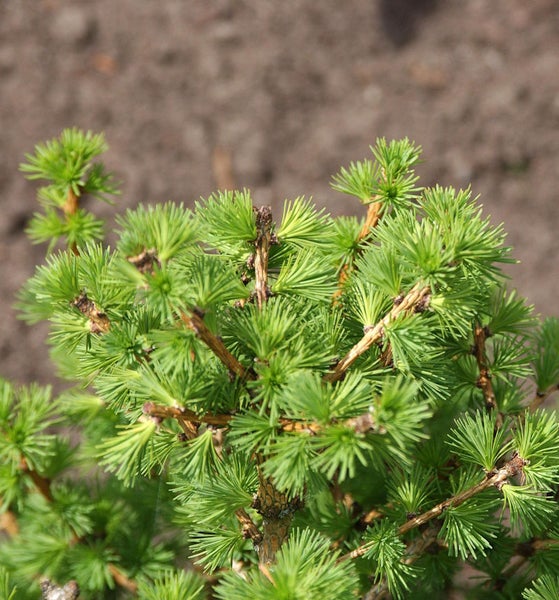 Nahaufnahme einer Lärche im Garten.
