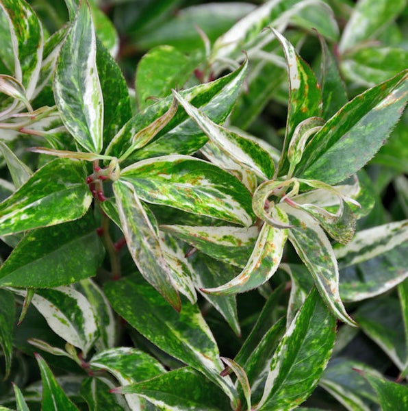Detailansicht einer panaschierten Elfenbein-Hartriegel Pflanze.