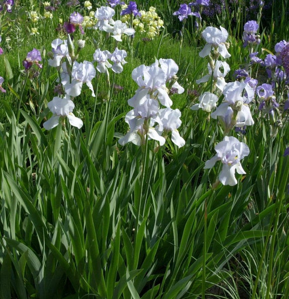 Feld mit Schwertlilien im Garten