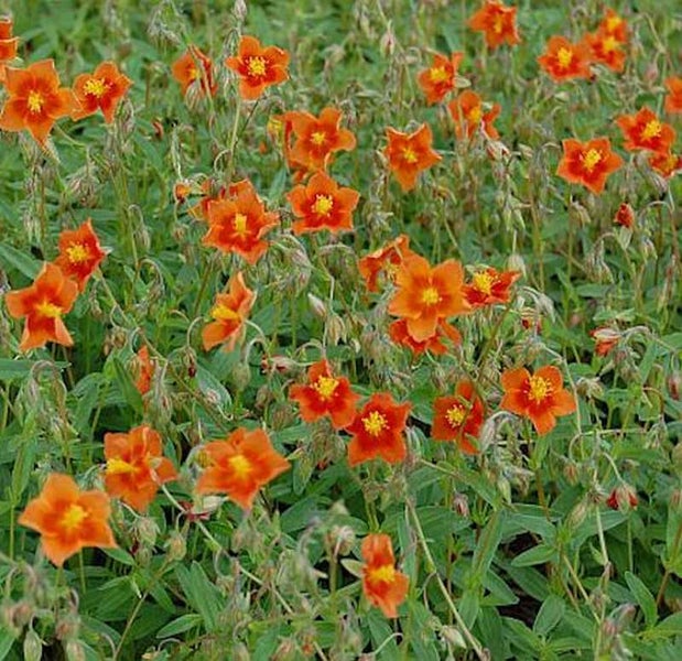 Sonnenröschen mit orangefarbenen Blüten und grünen Blättern