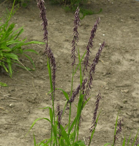 Aufrechtes Straußgras im Detail