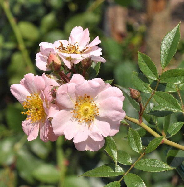 Nahaufnahme von blassrosa Rosenblüten und grünen Blättern an einem Rosenstrauch