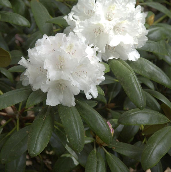 Blühender Rhododendron mit weißen Blüten