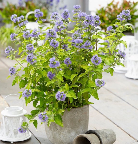 Blaublühende Heckenpflanze im Topf