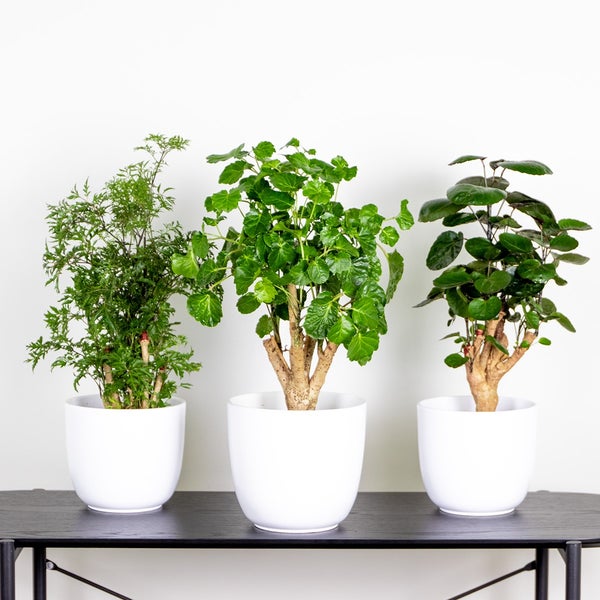 Bloomique - 3er-Mix Polyscias - Aralie - Fabian, Ming, Green Lemon - Zimmerpflanzen - Tierfreundlich - 30-40 cm Hoch - Topf 12 cm