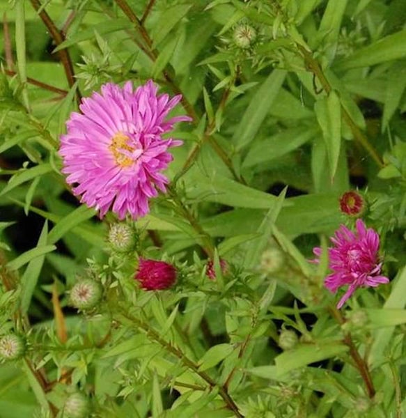 Herbstaster mit Blättern und Blüten