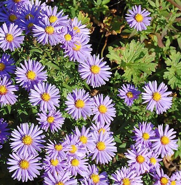 Nahaufnahme von lila Raublattastern mit gelben Blütenkörbchen.