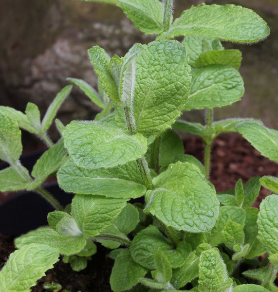 Nahaufnahme einer Minzpflanze im Topf