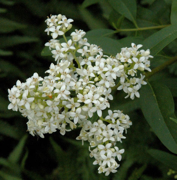Blütenstand mit kleinen weißen Blüten und grünen Blättern.
