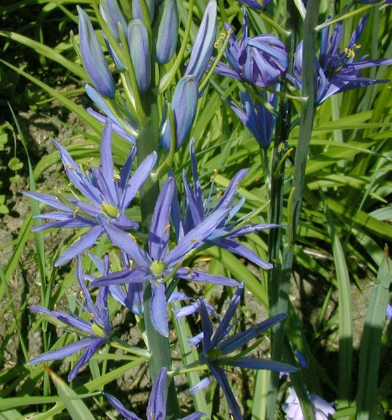 Nahaufnahme von Camassia-Leichtlinii-Blüten im Garten.