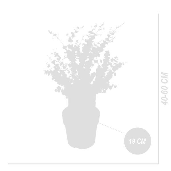 Bloomique - Eukalyptus Gunii Azura - Eukalyptus Pflanze - Winterharte Balkonpflanzen - Gartenpflanzen Winterhart - Höhe 40-60 cm - Topf 19 cm