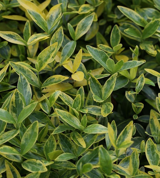 Immergrüner Spindelstrauch mit grün-gelben Blättern.