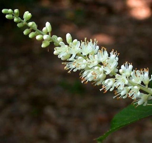 Blütenstand mit weißen Blüten