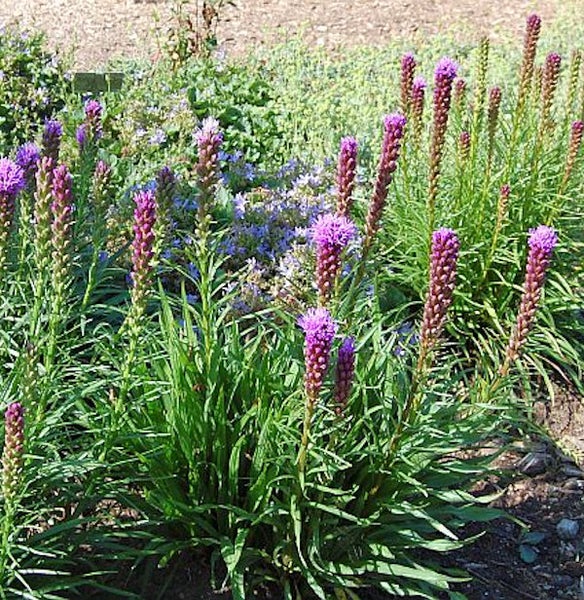 Blühende Prachtscharte im Garten