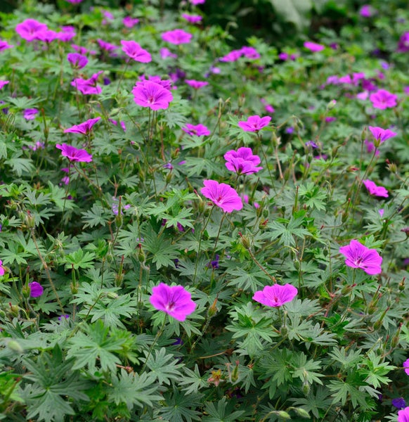 Nahaufnahme von blühendem Storchschnabel im Gartenbeet.