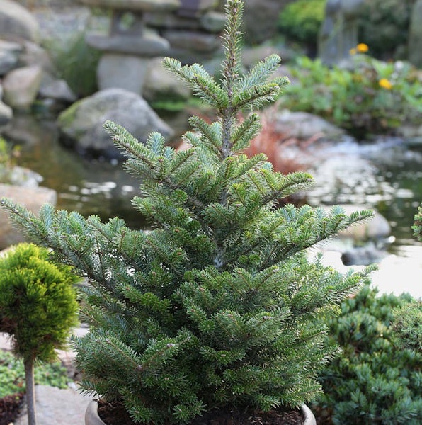 Koreatanne im Topf vor Gartenteich