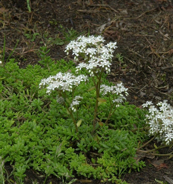 Fetthenne mit kleinen weißen Blüten