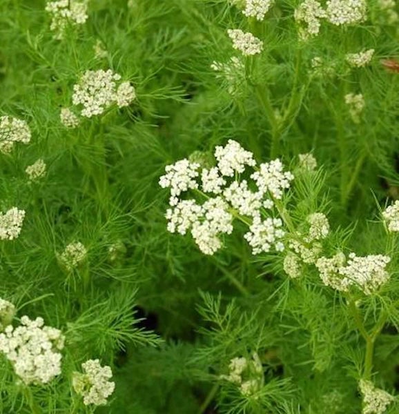 Blühende Wilde Möhre im Detail