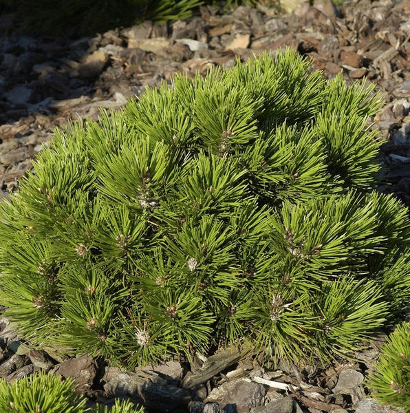 Kiefernstrauch im Gartenbeet