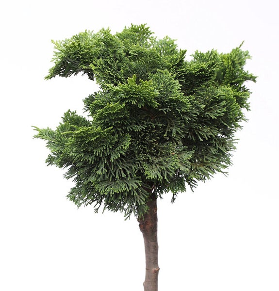 Kugelzypresse auf Stamm