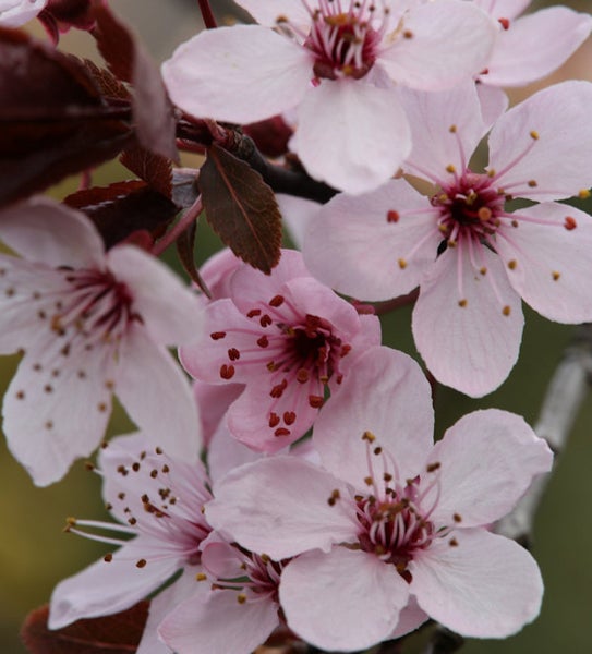 Nahaufnahme von Pflaumenblüten