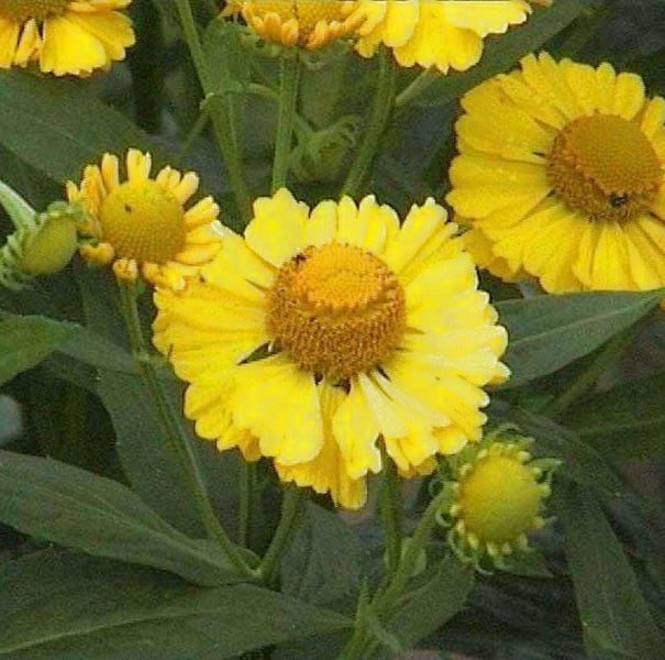 Gelbe Sonnenbrautblüten im Garten.