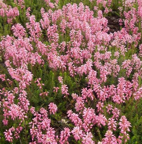 Nahaufnahme von Heidekraut mit rosa Blüten