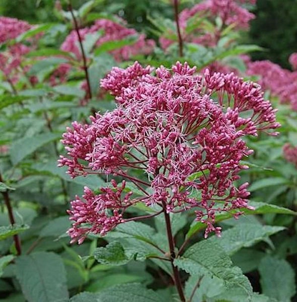 Blühende Purpur-Wiesenraute-Pflanze mit grünen Blättern