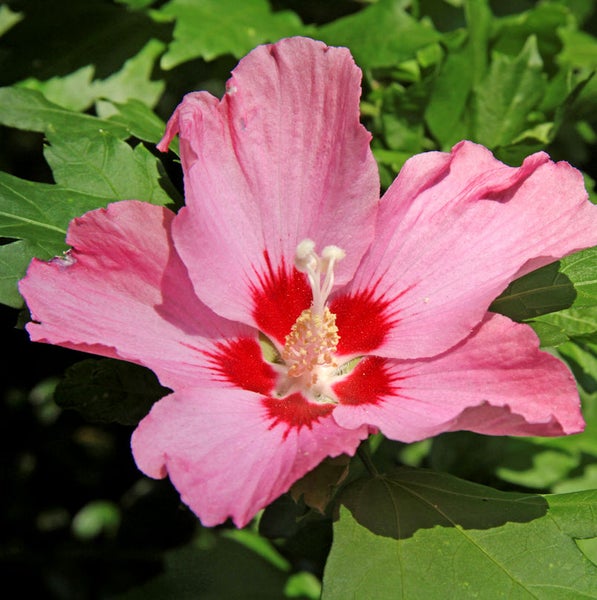 Nahaufnahme einer einzelnen rosa Hibiskusblüte