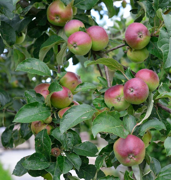 Apfelbaum mit reifen Äpfeln und grünen Blättern