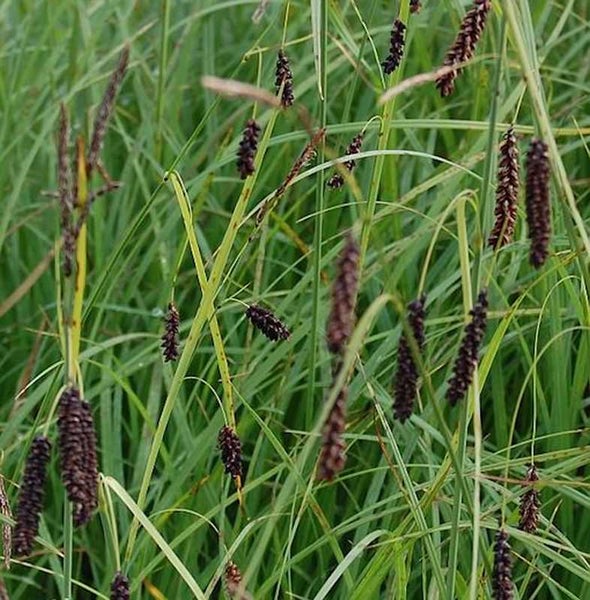 Detailaufnahme von Rasen mit dunklen Ähren