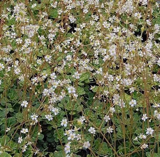 Teppich-Steinbrech mit kleinen weißen Blüten