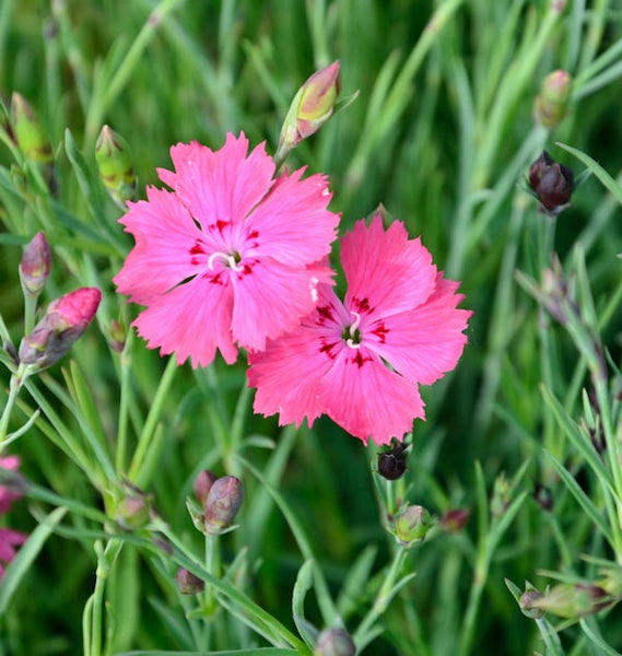 Nahaufnahme von zwei rosa Nelkenblüten im Garten.