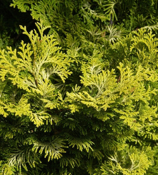 Nahaufnahme von Zypressenlaub