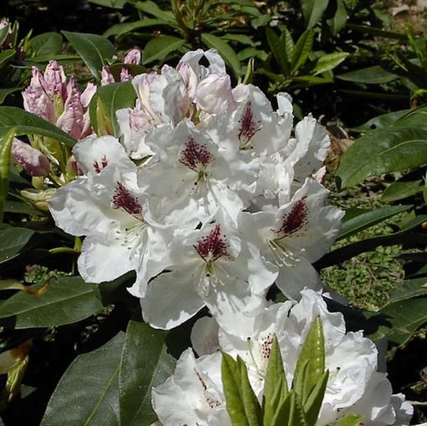 Nahaufnahme einer weißen Rhododendronblüte mit dunklen Flecken