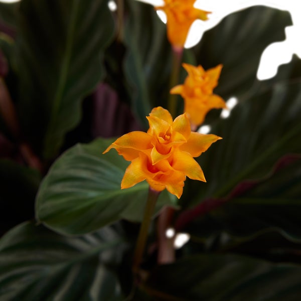 Bloomique - 2er Set - Calathea Crocata - Korbmarante - Zimmerpflanzen - Pflegeleicht - Luftreinigend - Höhe 40-50 cm - Topf 14 cm