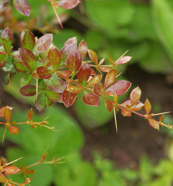 Zweig der Berberitze mit Blättern und Dornen