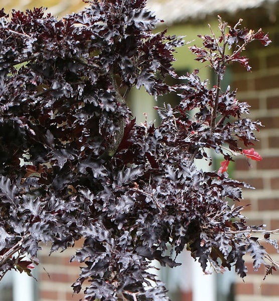 Blätter eines Baumes