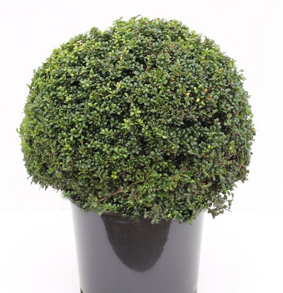 Kugelbäumchen im Topf