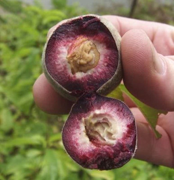 Halbierte Weinbergpfirsiche, Querschnittansicht