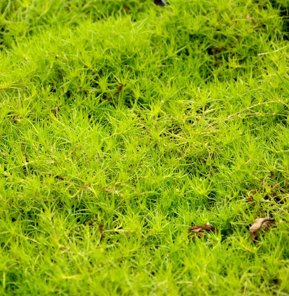 Bodenbedeckende Grünpflanze für den Garten