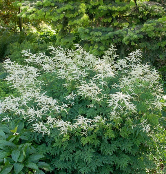 Pflanzen mit weißen Blüten im Garten